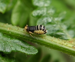 Ditropis pteridis