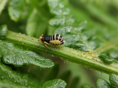 Ditropis pteridis