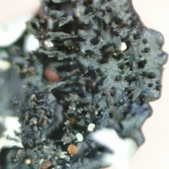 Xanthoparmelia pulla