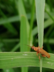 Cantharis livida