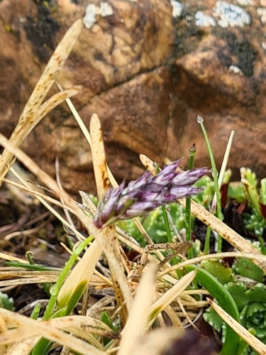 Image of Sesleria albicans by (c) Jacek Pietruszewski, some rights reserved (CC BY)