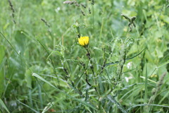Tragopogon ucrainicus