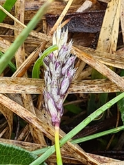 Sesleria albicans