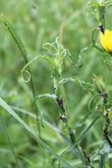 Tragopogon ucrainicus