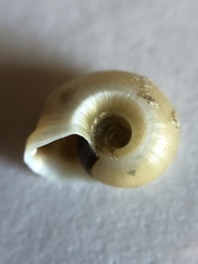 Planorbella campanulata