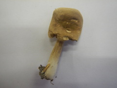 Lactarius subvernalis