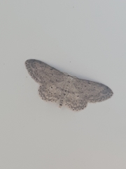 Idaea seriata
