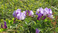 Lathyrus nervosus