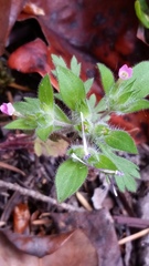 Collomia heterophylla