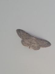 Idaea seriata