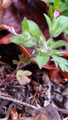 Collomia heterophylla