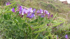 Lathyrus nervosus