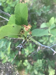 Amelanchier nantucketensis