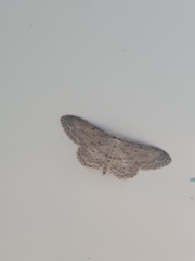 Idaea seriata