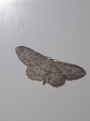 Idaea seriata