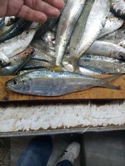 Sardinella aurita