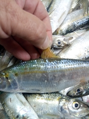 Sardinella aurita