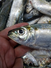Sardinella aurita