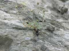 Artemisia umbelliformis