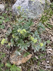 Alchemilla sericea