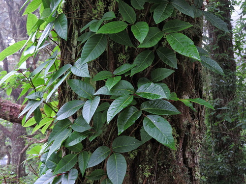 Toxicodendron orientale (Toxicodendron orientale)