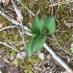 Epipactis atrorubens