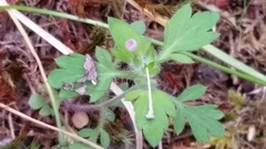 Collomia heterophylla