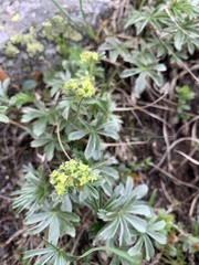 Alchemilla sericea