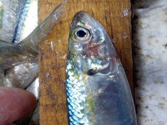 Sardinella aurita