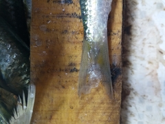 Sardinella aurita