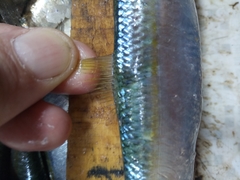 Sardinella aurita