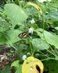 Pteronymia aletta lilla