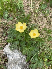 Anemonastrum speciosum