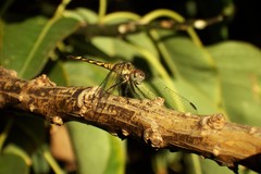 Micrathyria longifasciata