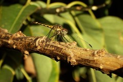 Micrathyria longifasciata