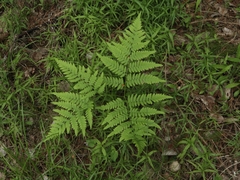 Pteridium pinetorum