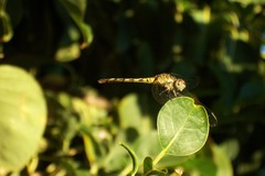 Micrathyria longifasciata