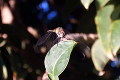 Micrathyria longifasciata
