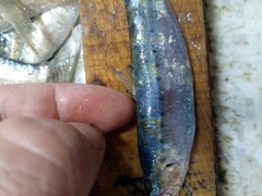 Sardina pilchardus