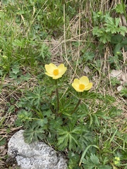 Anemonastrum speciosum