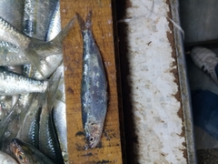 Sardina pilchardus
