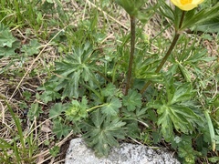 Anemonastrum speciosum