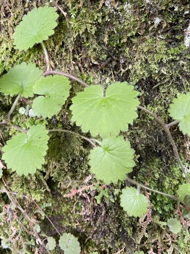 Madeira Moneywort