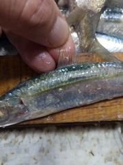 Sardinella aurita