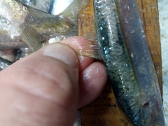Sardinella aurita