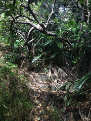 Phormium cookianum
