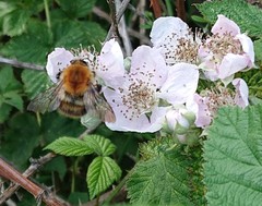 Bombus pascuorum