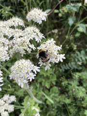 Bombus lucorum