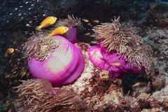 Amphiprion nigripes