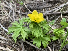 Trollius ranunculinus